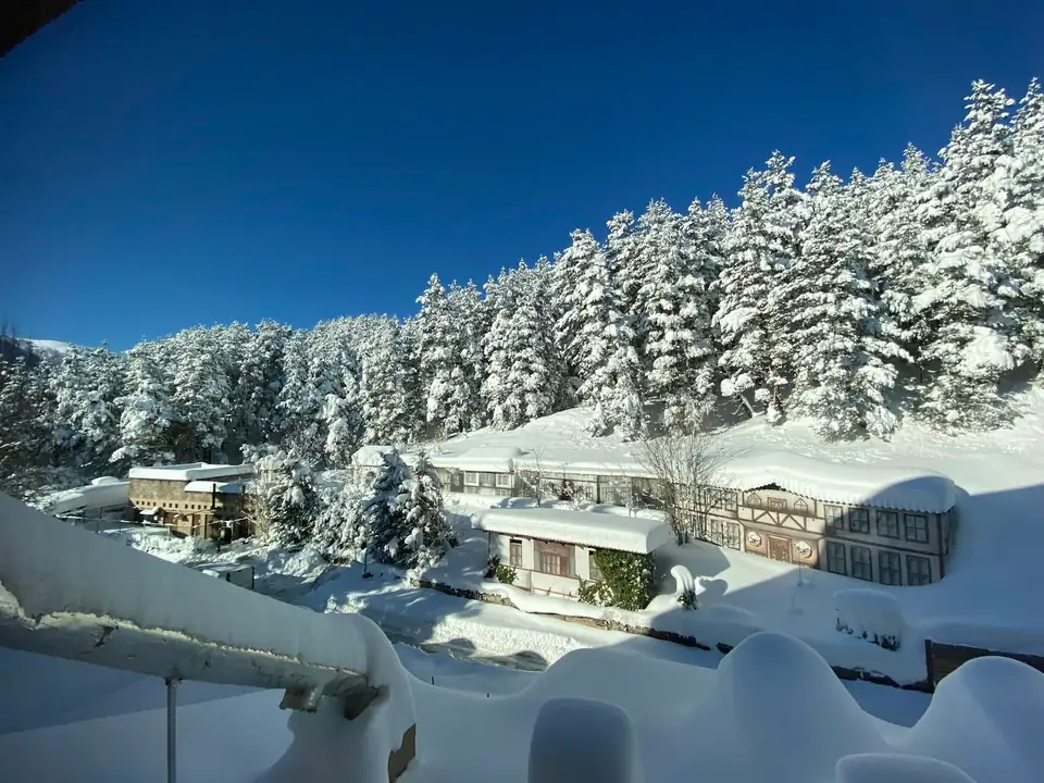 Bolu'da karlı orman