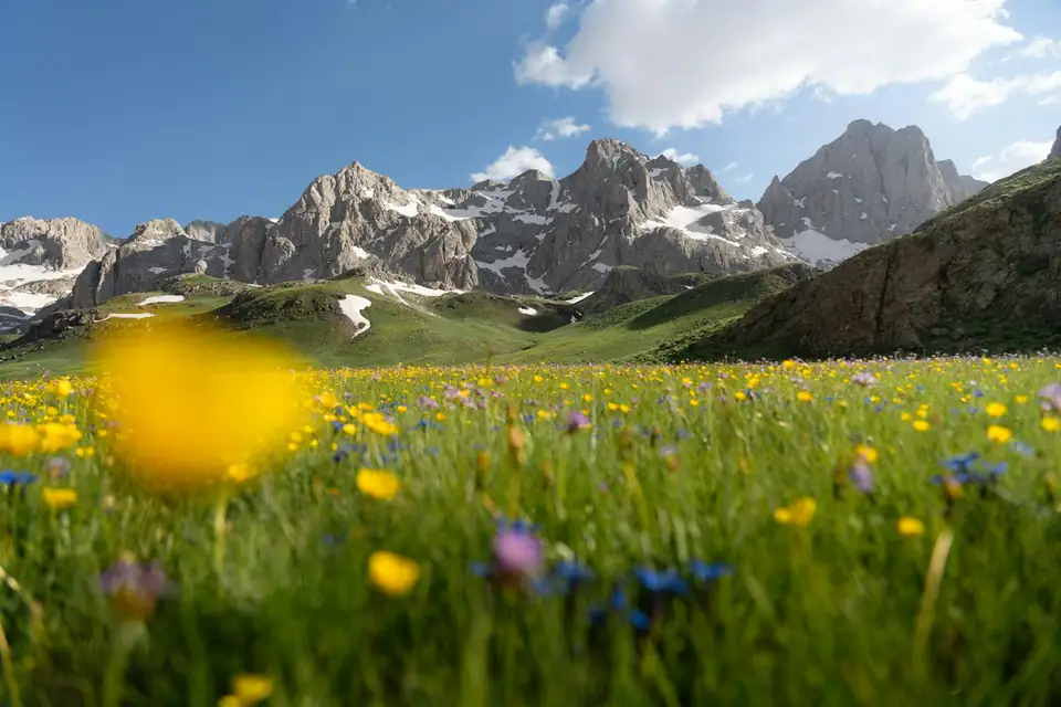 Erzincan'da çiçekli yayla ve dağlar