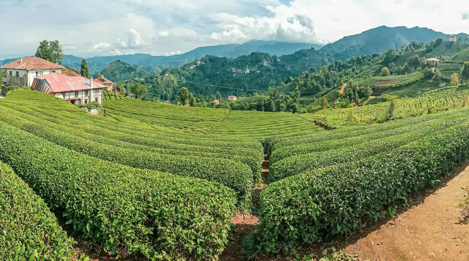 Rize'de yeşil yamaçlar